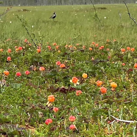 Modern Joenpolku With Jacuzzi, Sauna And Scenic Views Huvilat Ruka